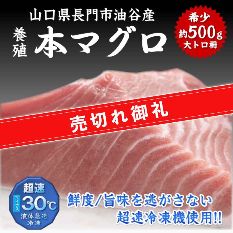 【やまぐちECエール便】長門産養殖 本マグロ 大トロ柵 約500g