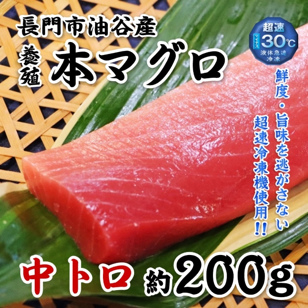 【やまぐちECエール便】長門産養殖 本マグロ 中トロ柵 約200g