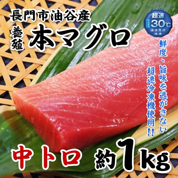 【やまぐちECエール便】長門産養殖 本マグロ 中トロ柵 約1kg
