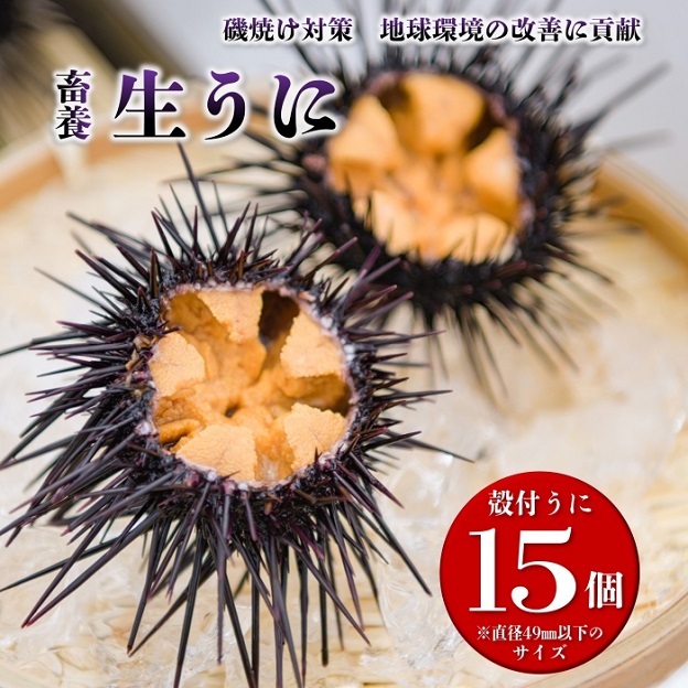 【訳あり小サイズ】長門市産「長州の磯守」殻付きウニ 15個入 保存料不使用