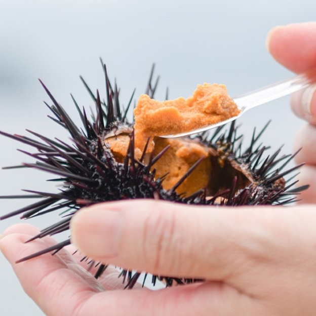 長門市産「長州の磯守」塩水ウニ 80g入パック 保存料不使用｜山口県