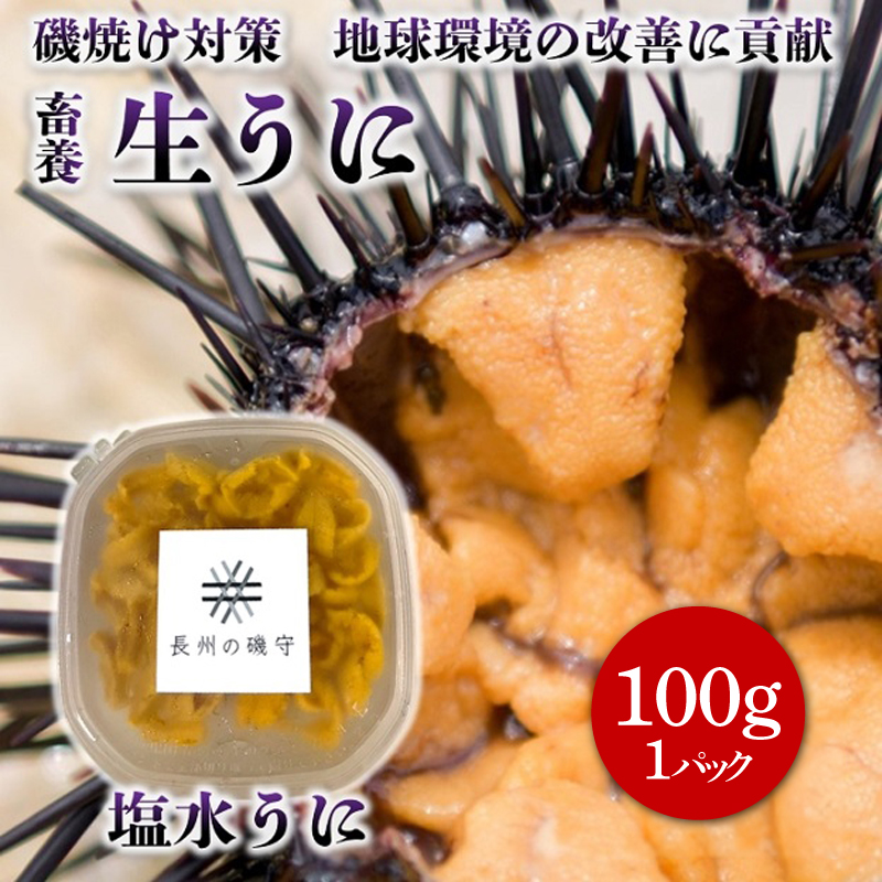長門市産「長州の磯守」塩水ウニ 100g入パック 保存料不使用
