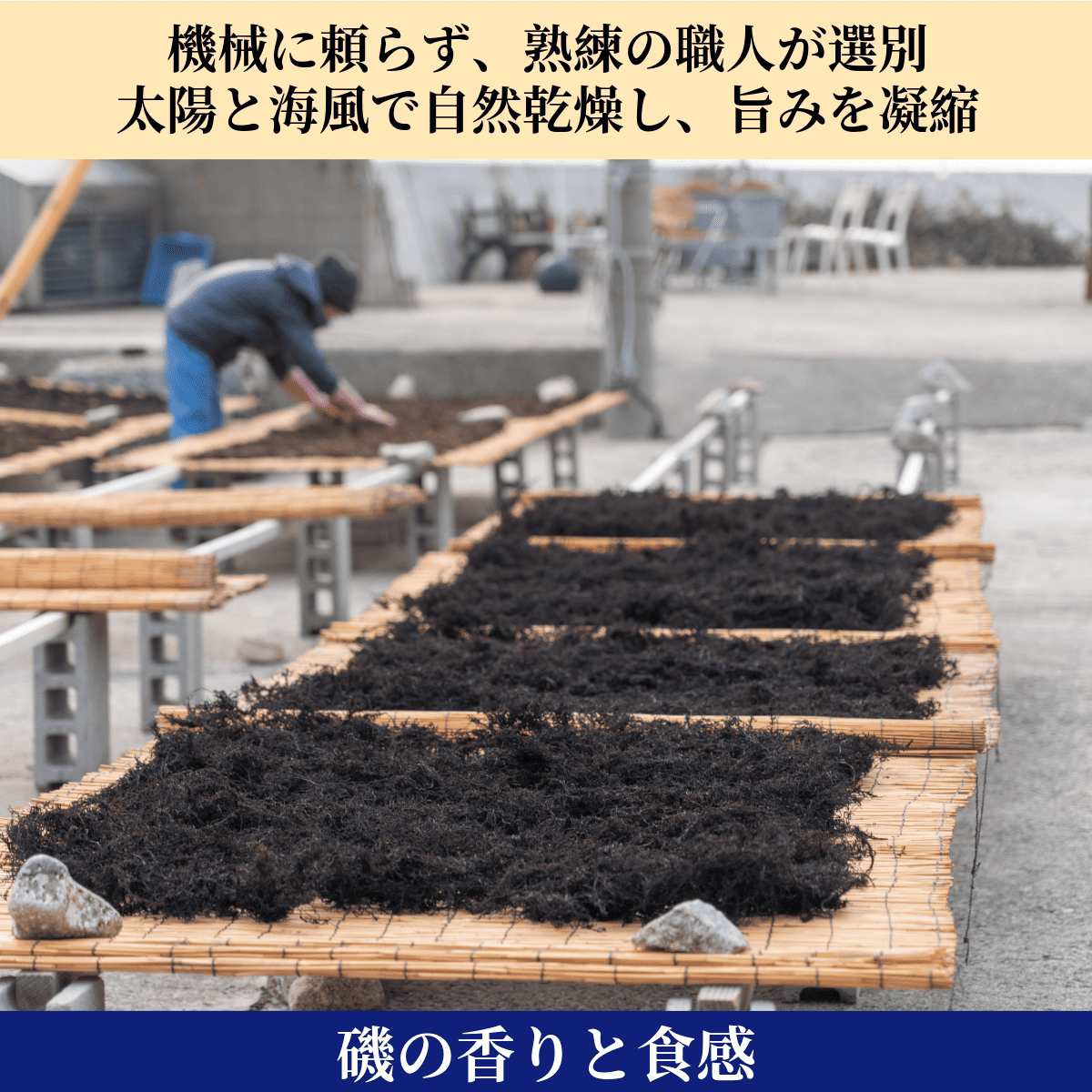 荒波が育てた 希少な天然ひじき〈仙崎・青海島 静ヶ浦産〉 手しごと天