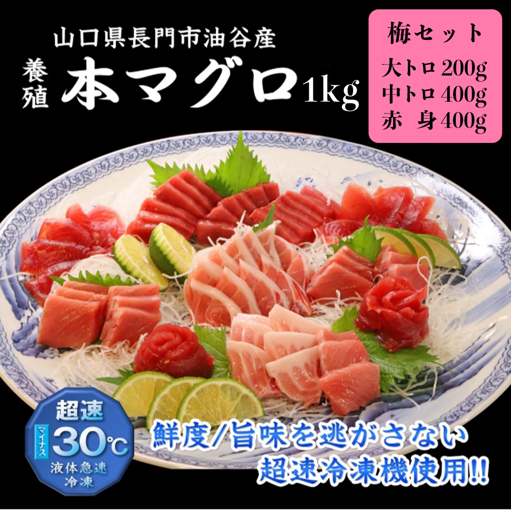 【まとめ割25%OFF】養殖本まぐろ お得な福袋 梅 セット 約1kg(約10人前) 大トロ200g・中トロ400g・赤身400g(刺身用さく／冷凍)