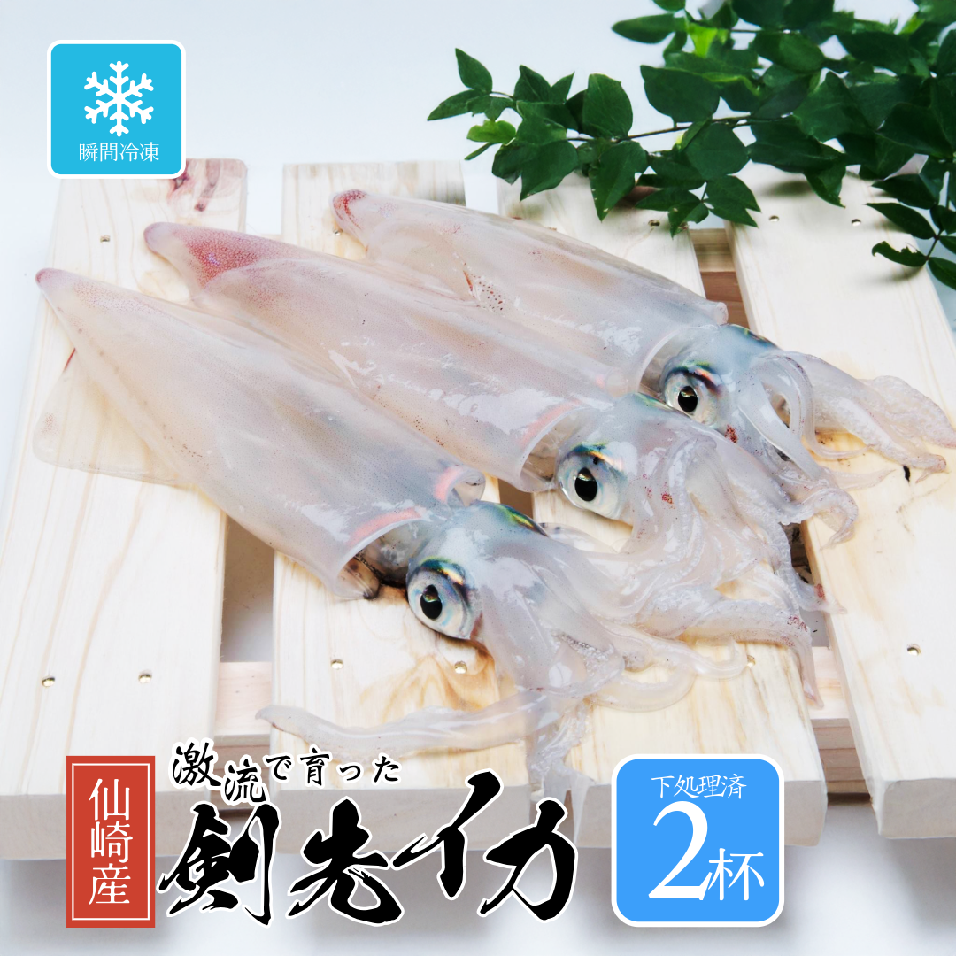 長門市仙崎産 剣先イカ 2杯 下処理済 瞬間冷凍