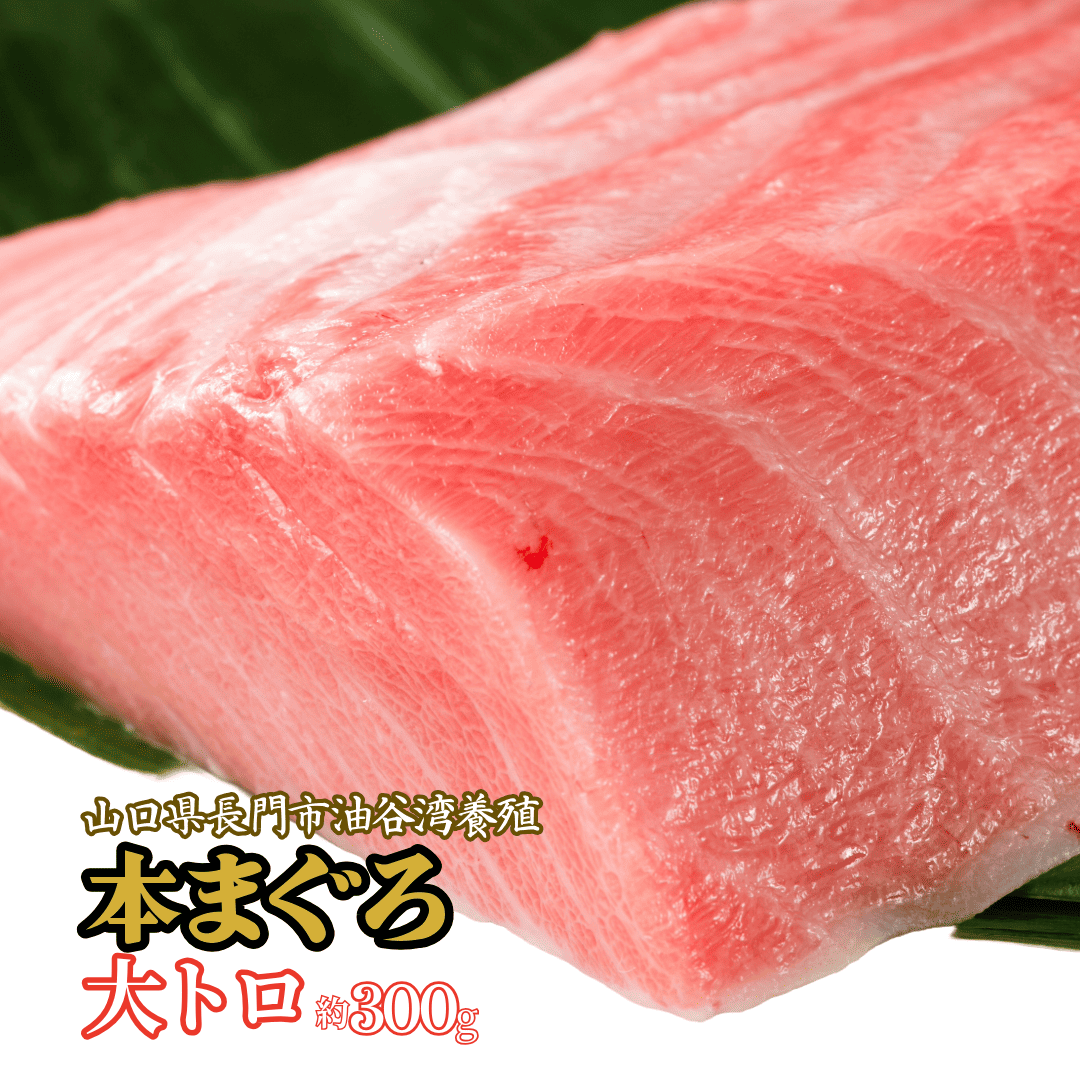 本まぐろ大トロ 長門市油谷産 養殖本マグロ300g 約2～3人前 解凍レシピ