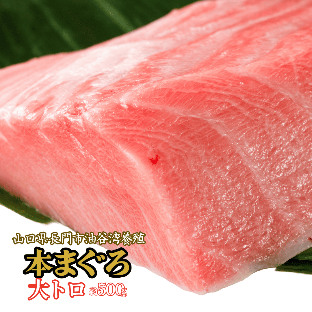 本まぐろ大トロ　長門市油谷産　養殖本マグロ500g以上 約5人前 解凍レシピ付