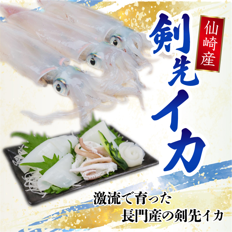 剣先イカ特集