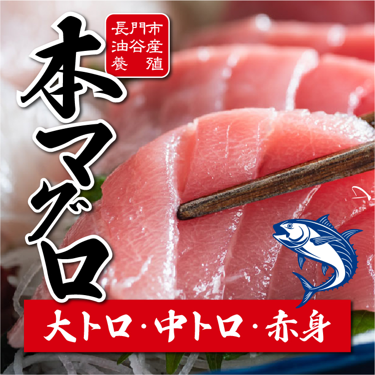マグロ特集